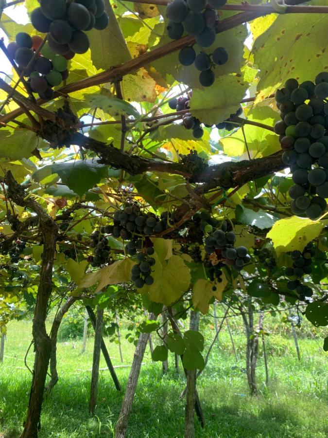 Sitio Vale Dos Vinhedos Villa Bento Gonçalves Exteriör bild